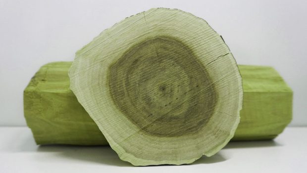 Risian Sandalwood becoming Risa’s most unexpected export